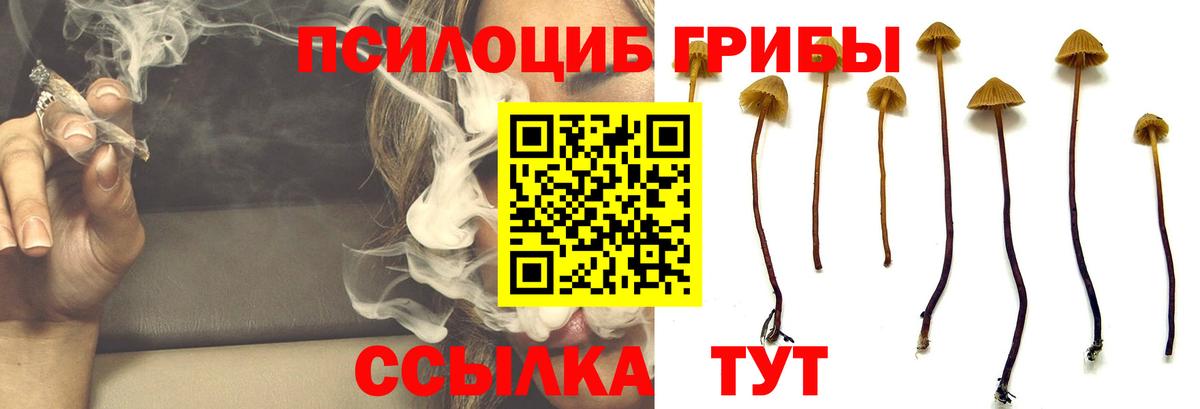Псилоцибиновые грибы Psilocybine cubensis Лыткарино